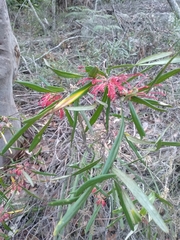 Grevillea oleoides
