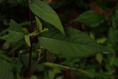 Achyranthes bidentata