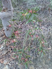 Grevillea oleoides