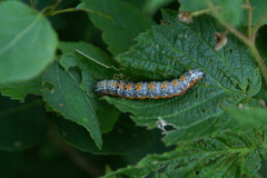 Pyrrhia exprimens