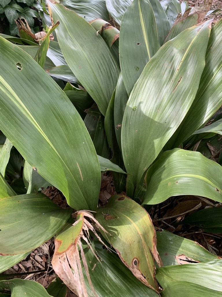 Aspidistra growing in shade