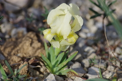 Iris lutescens