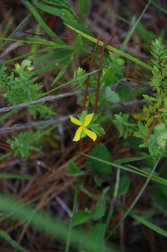 St. Andrew's cross (Hypericum hypericoides)