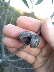 Hakea laevipes laevipes