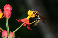 Polistes crinitus