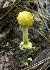 Amanita levistriata