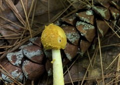 Amanita levistriata