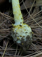 Amanita levistriata