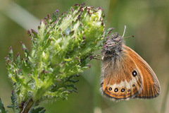 Coenonympha gardetta darwiniana