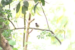 Catharus mexicanus