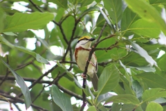 Vireolanius melitophrys