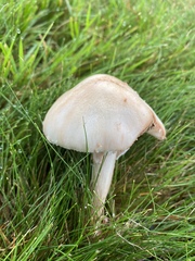 Amanita