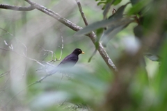Turdus infuscatus