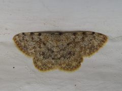 Scopula rufomixtaria