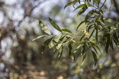 Acacia melanoxylon