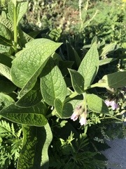 Symphytum × uplandicum