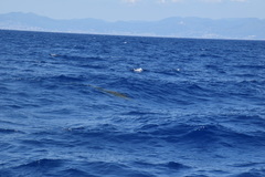 Ziphius cavirostris