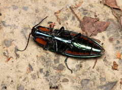 Campsosternus watanabei