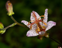 Tricyrtis formosana
