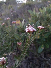 Grevillea sphacelata