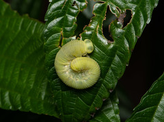 Cimbicinae