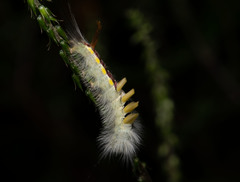 Dasychira suisharyonis