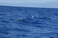 Ziphius cavirostris