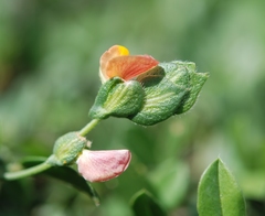 Zornia thymifolia