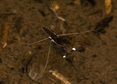 Gerris gracilicornis