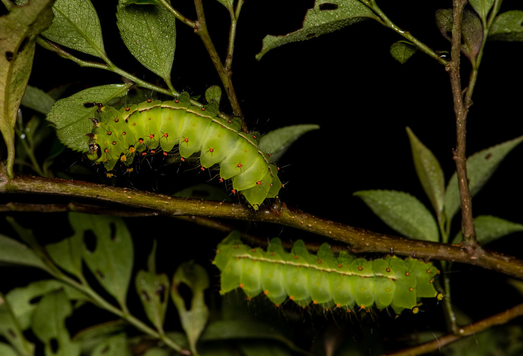 Chinese Moon Moth