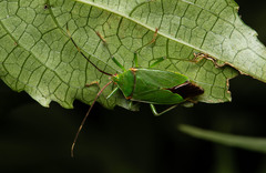 Urostylis blattiformis