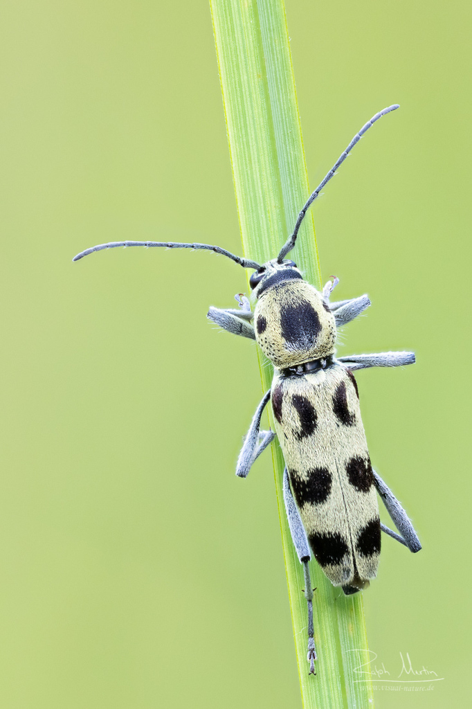 Chlorophorus herbstii