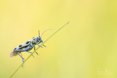 Chlorophorus herbstii