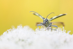 Chlorophorus herbstii