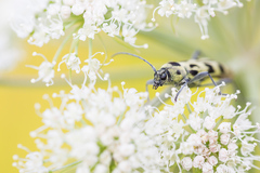 Chlorophorus herbstii