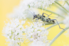 Chlorophorus herbstii