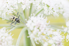 Chlorophorus herbstii