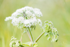 Chlorophorus herbstii