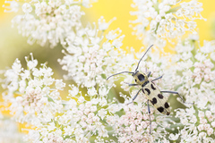 Chlorophorus herbstii