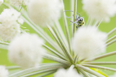 Chlorophorus herbstii