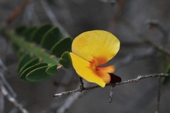 Bossiaea heterophylla