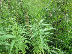 Cannabis sativa spontanea