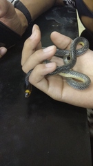 Calamaria lumbricoidea