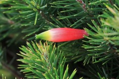 Stenanthera pinifolia