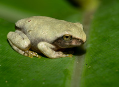 Kurixalus berylliniris