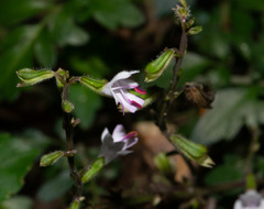 Salvia hayatae