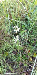 Mitreola