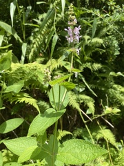 Stachys eplingii