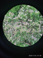 Lonchocarpus atropurpureus