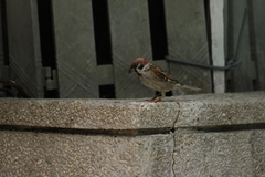 Passer montanus